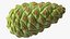 Green Pine Cone