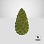 Green Pine Cone
