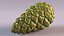Green Pine Cone