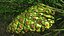 Green Pine Cone