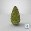 Green Pine Cone