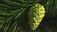 Green Pine Cone