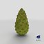 Green Pine Cone