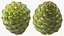Green Pine Cone