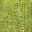 Green Pine Cone