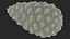 Green Pine Cone