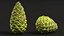 Green Pine Cone