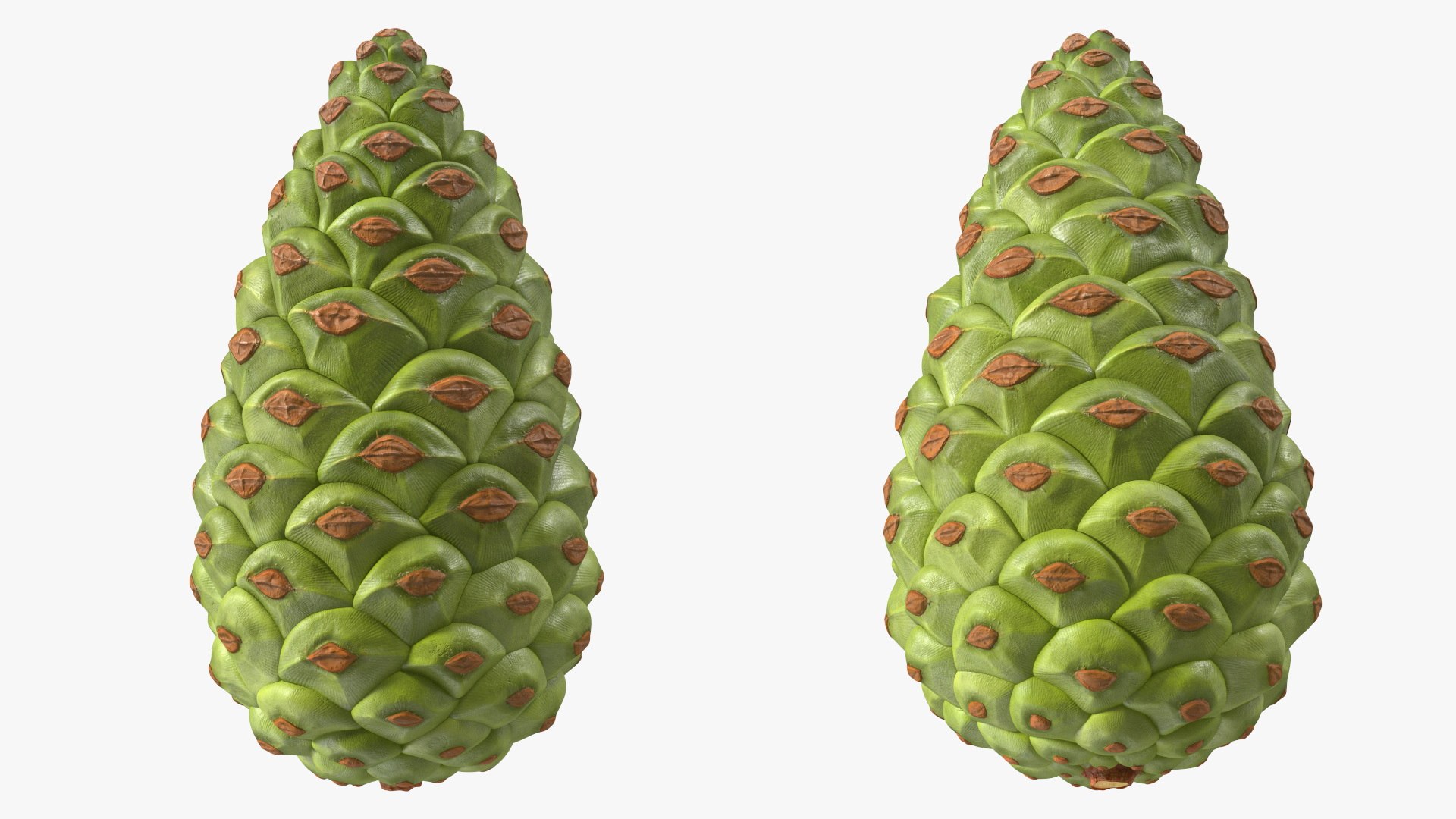 3D model Green Pine Cone https://p.turbosquid.com/ts-thumb/km/4sCRE9/u0/greenpineconevray3dmodel010/jpg/1675734699/1920x1080/fit_q87/8e64f33a91c1cbfff091b04b72cca44b363626b2/greenpineconevray3dmodel010.jpg