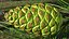 Green Pine Cone
