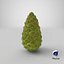 Green Pine Cone