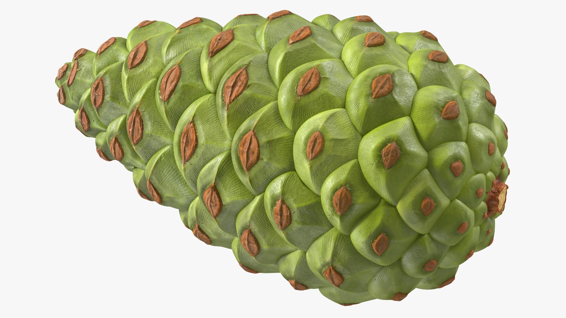 3D model Green Pine Cone https://p.turbosquid.com/ts-thumb/km/4sCRE9/zT/greenpineconevray3dmodel012/jpg/1675734706/1920x1080/fit_q87/01bb9390b664e71d8bb4c445b2573a4b17bd8e9d/greenpineconevray3dmodel012.jpg