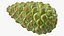 Green Pine Cone
