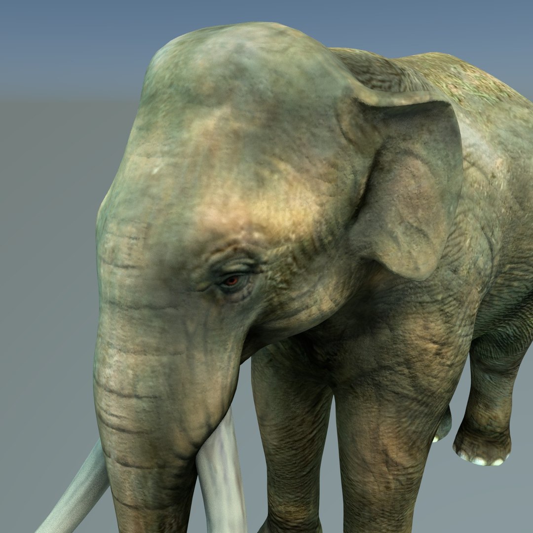 Elefant 3d model. Слон 3д модель. Слон 3d модель. Модели и слоны.