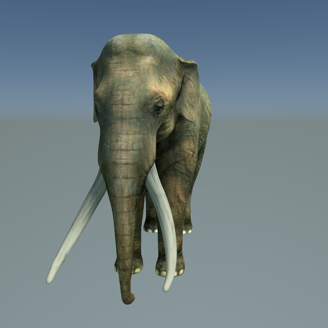 3d Elefant. Elefant 3d model. Слон 3д модель. Слон 3d модель.