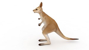 3D model Kangaroo