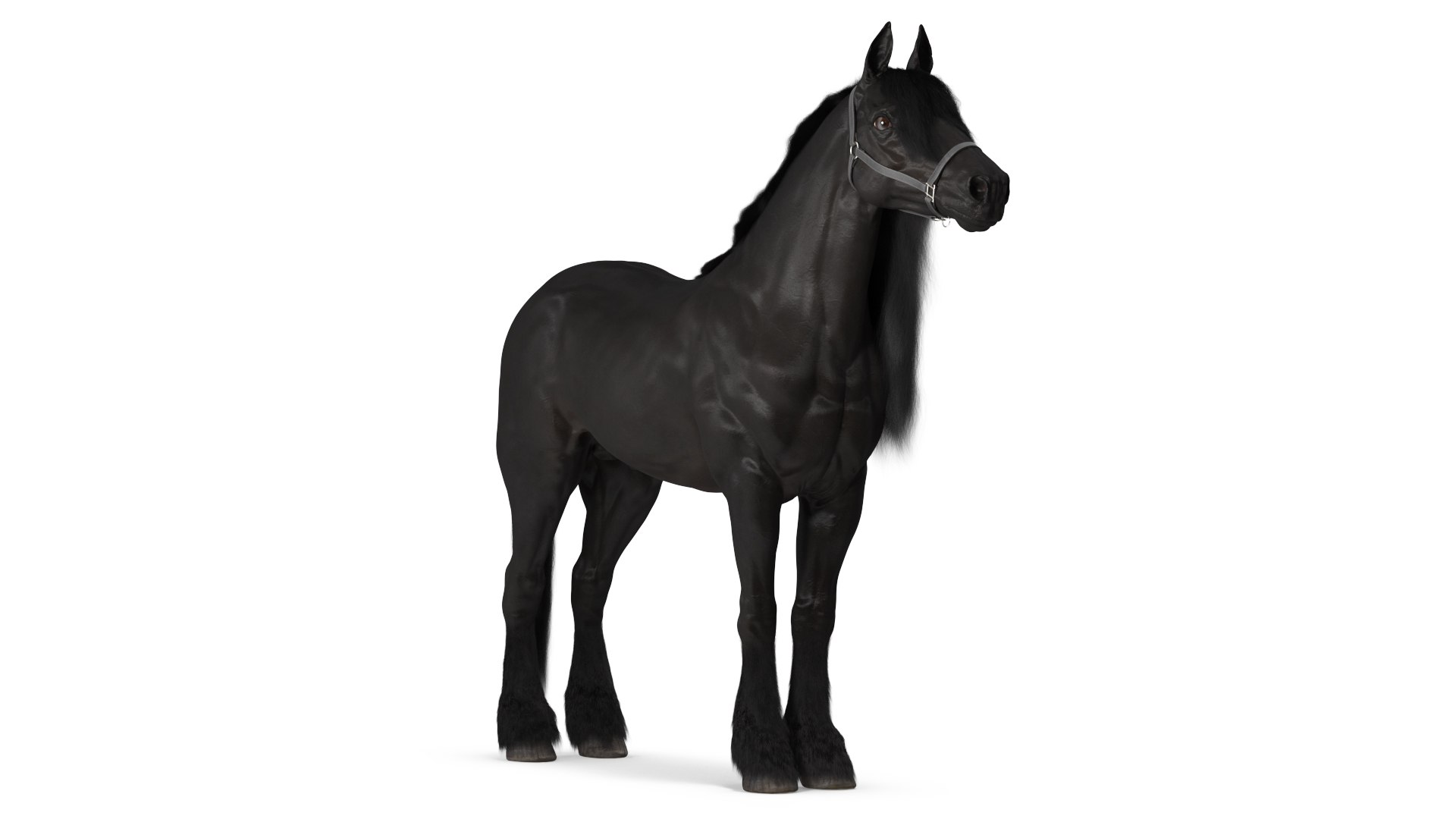 Friesian Horse Fur 3D model preview