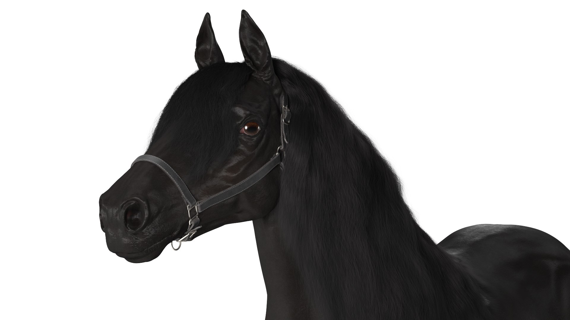 3D Friesian Horse Fur model https://p.turbosquid.com/ts-thumb/km/985THl/L8/friesianhorsefurvray3dmodel008/jpg/1706279990/1920x1080/fit_q87/df1cf1dafaeded56b2144a924d5d5fefdc701035/friesianhorsefurvray3dmodel008.jpg