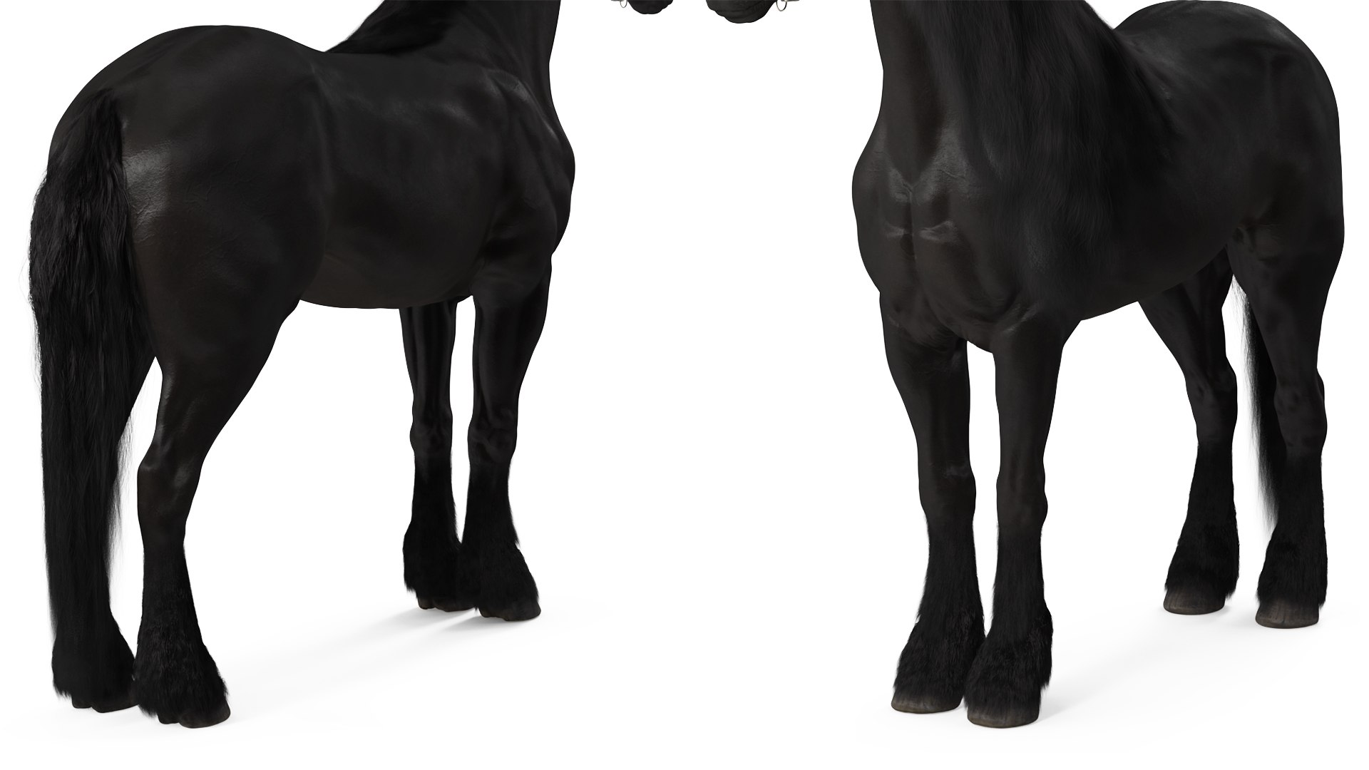3D Friesian Horse Fur model https://p.turbosquid.com/ts-thumb/km/985THl/r3/friesianhorsefurvray3dmodel010/jpg/1706280002/1920x1080/fit_q87/38576607dddd1e1fa7a9758142680a1499eefa19/friesianhorsefurvray3dmodel010.jpg