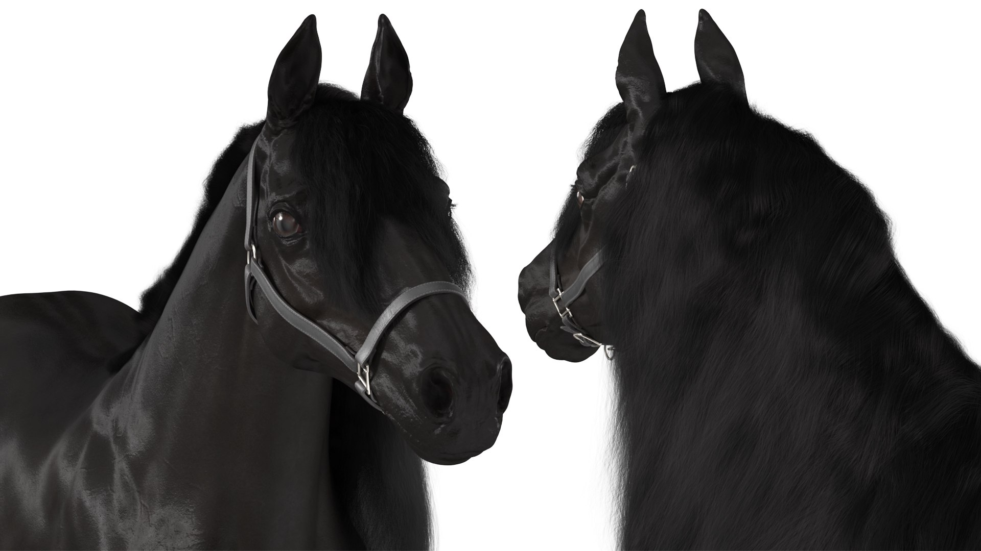 3D Friesian Horse Fur model https://p.turbosquid.com/ts-thumb/km/985THl/rA/friesianhorsefurvray3dmodel009/jpg/1706279995/1920x1080/fit_q87/016d727058e0cbf1c2c63da1fd5ab65b782b335d/friesianhorsefurvray3dmodel009.jpg