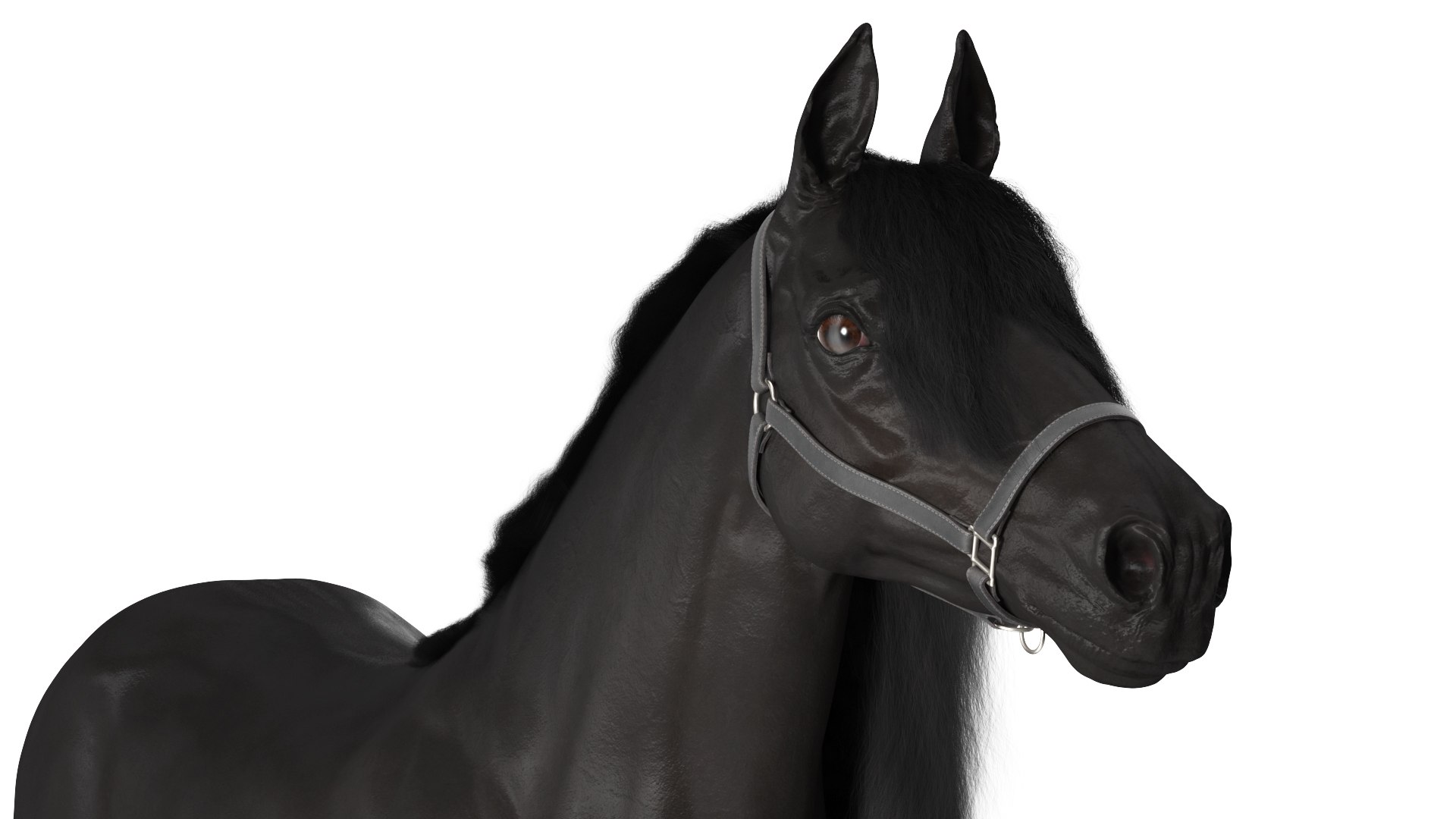 3D Friesian Horse Fur model https://p.turbosquid.com/ts-thumb/km/985THl/uh/friesianhorsefurvray3dmodel007/jpg/1706279982/1920x1080/fit_q87/07ac6f160554f0e9260a0ec74c16d56d5aac8fa2/friesianhorsefurvray3dmodel007.jpg
