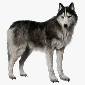 Siberian Husky (Rigged) (Fur)