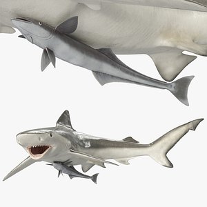 Remora Fish with Smalltail Shark 3D