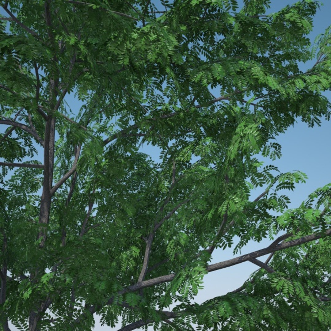 gleditsia triacanthos inermis 3d model https://p.turbosquid.com/ts-thumb/km/Iznuub/IDb375c2/gleditsiainermis2c/jpg/1376609467/1920x1080/fit_q87/e51c787c7dfd6985bea9d24ee71182434894b511/gleditsiainermis2c.jpg