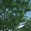 Gleditsia Triacanthos Inermis 2