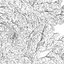 Gleditsia Triacanthos Inermis 2