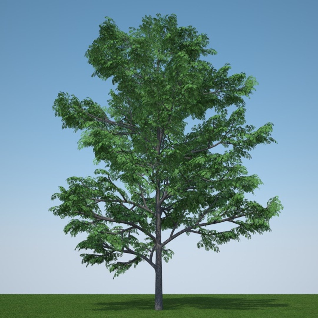 gleditsia triacanthos inermis 3d model https://p.turbosquid.com/ts-thumb/km/Iznuub/bd4jH3bh/gleditsiainermis2b/jpg/1376609461/1920x1080/fit_q87/aa7ece44cc8db83dc304eb71aab81e128077df4a/gleditsiainermis2b.jpg