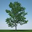 Gleditsia Triacanthos Inermis 2