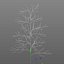 Gleditsia Triacanthos Inermis 2