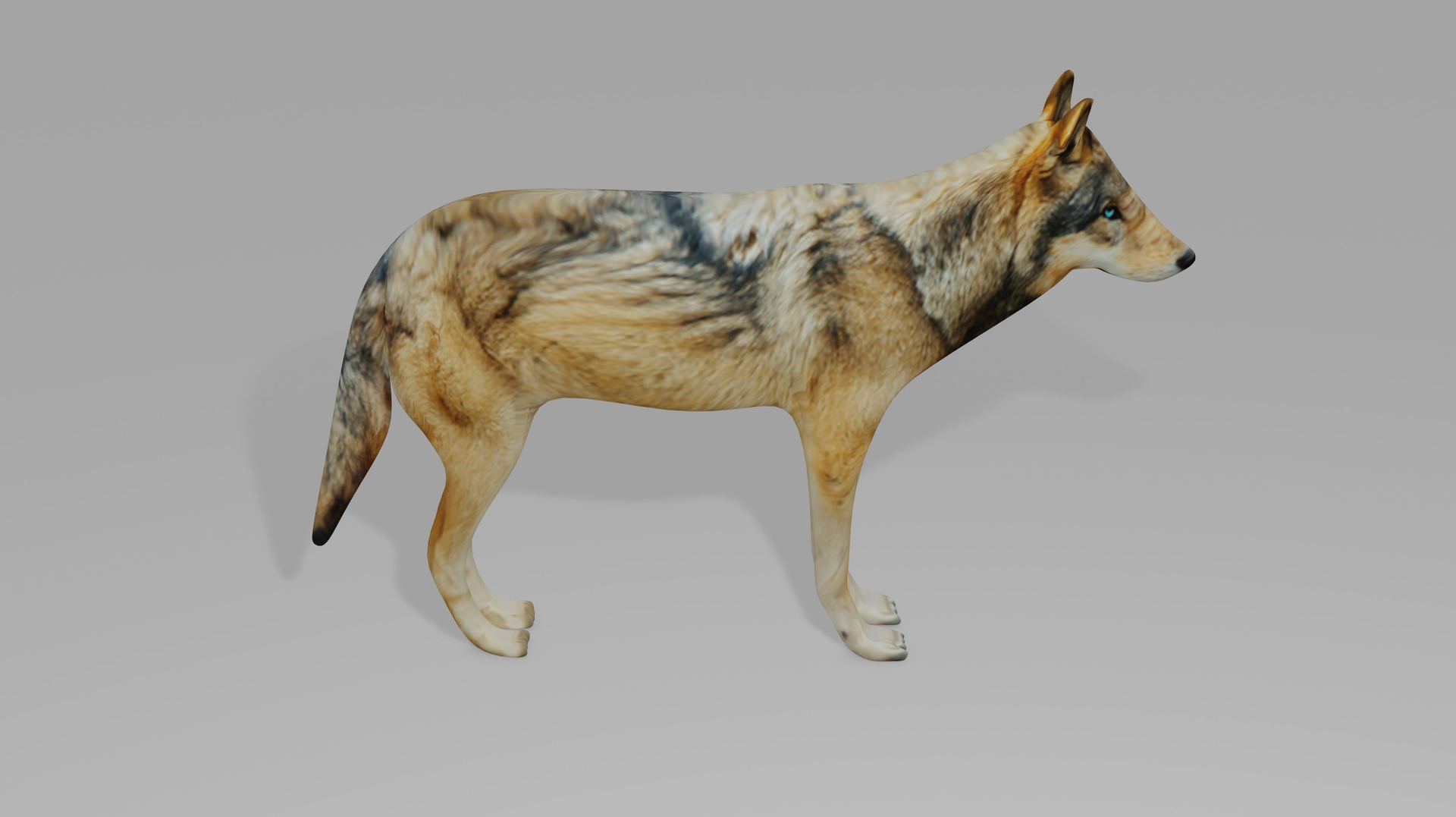 Wolf OBJ 3D Model - TurboSquid 2108181