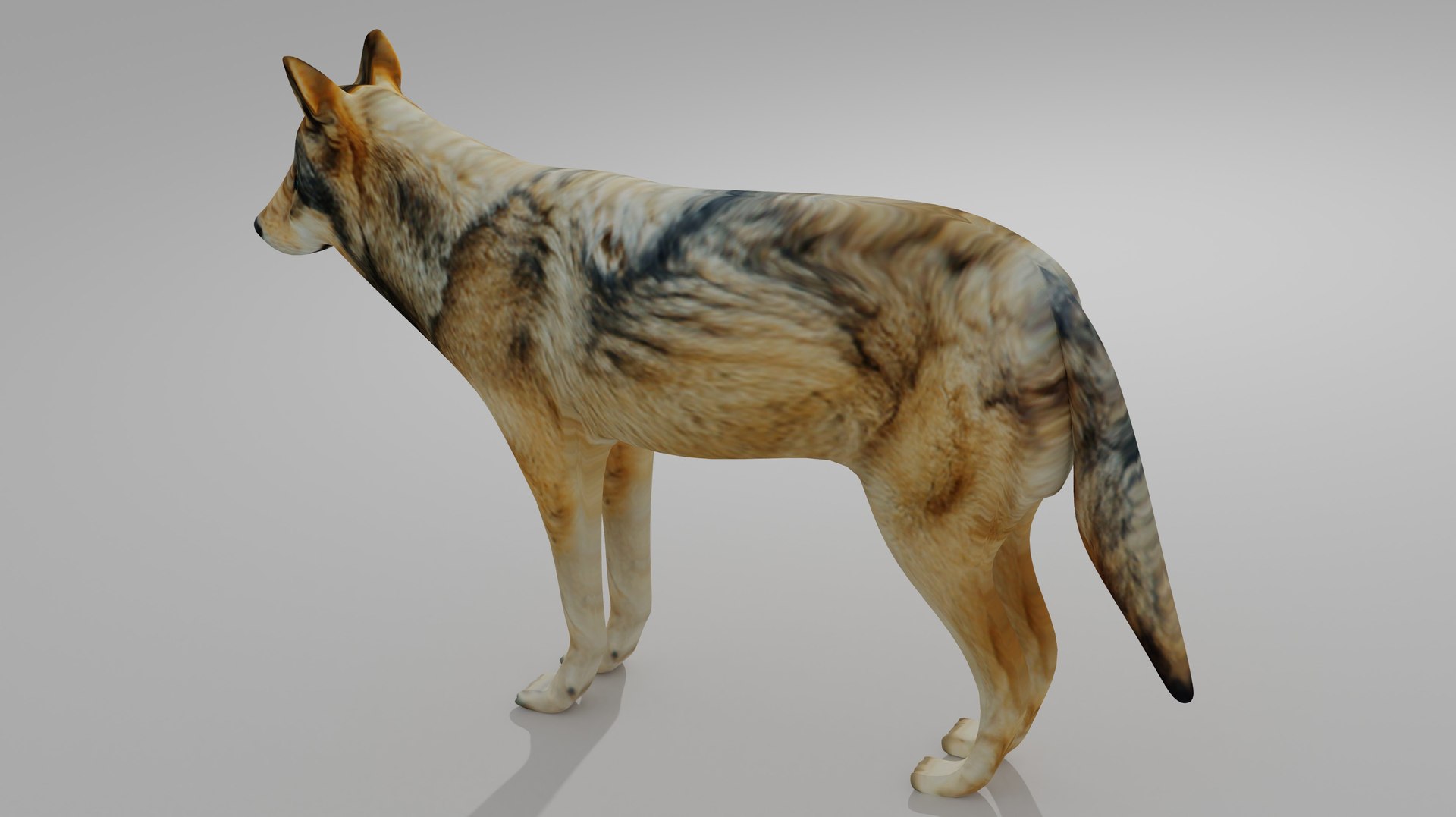 Wolf OBJ 3D Model - TurboSquid 2108181