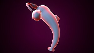 female Ovary anatomy 3D model