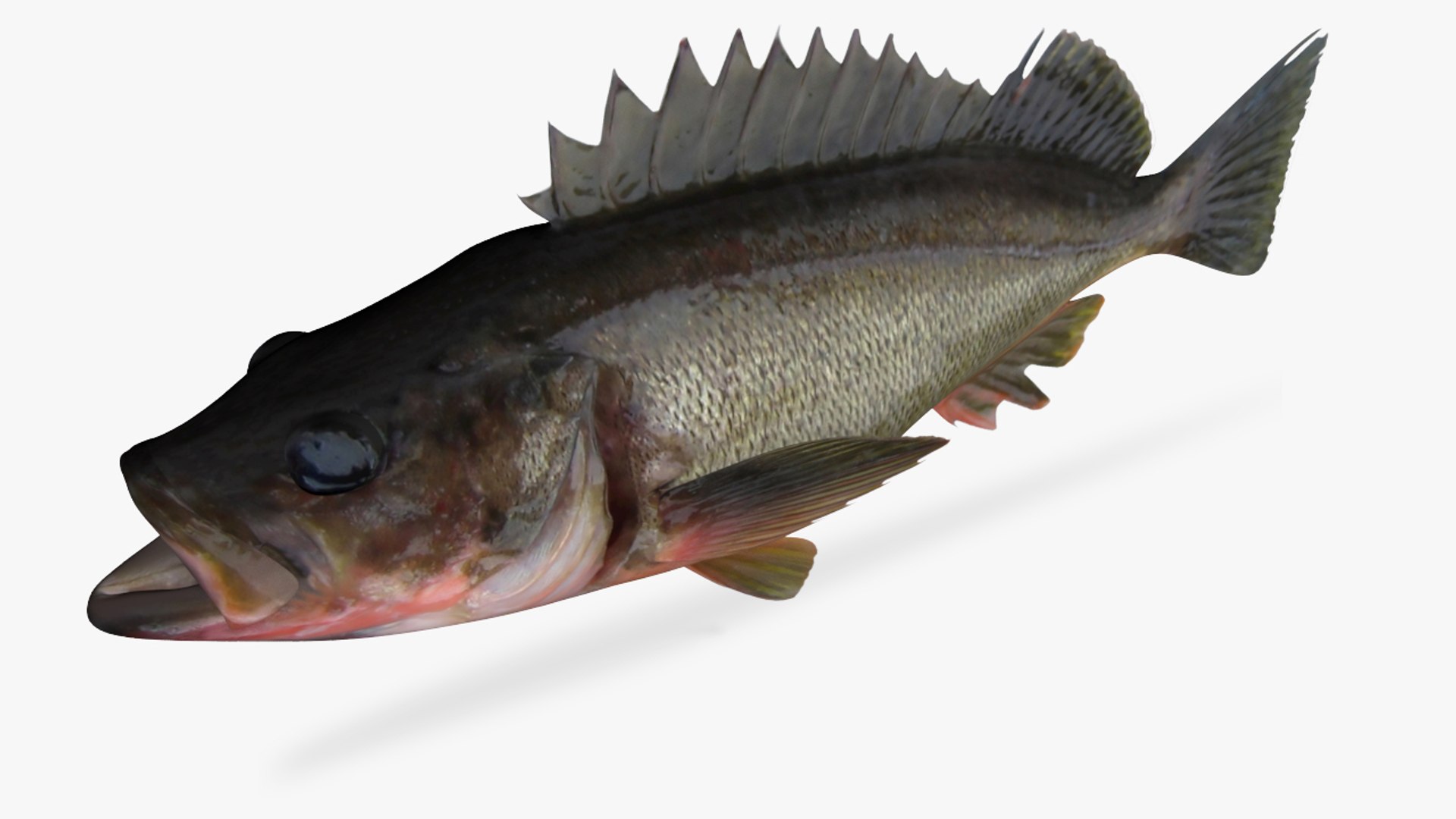 Silvergray Rockfish 3D Model TurboSquid 1423834