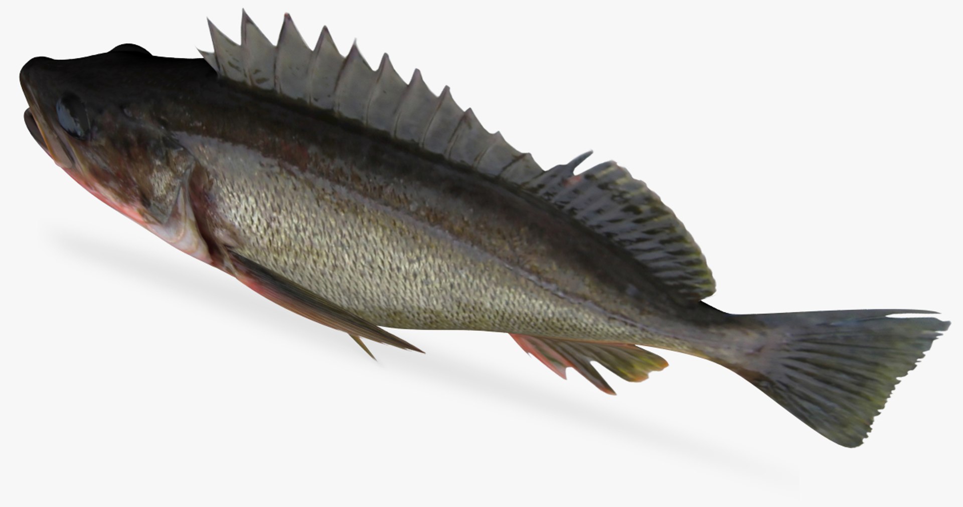 Silvergray Rockfish 3D Model TurboSquid 1423834