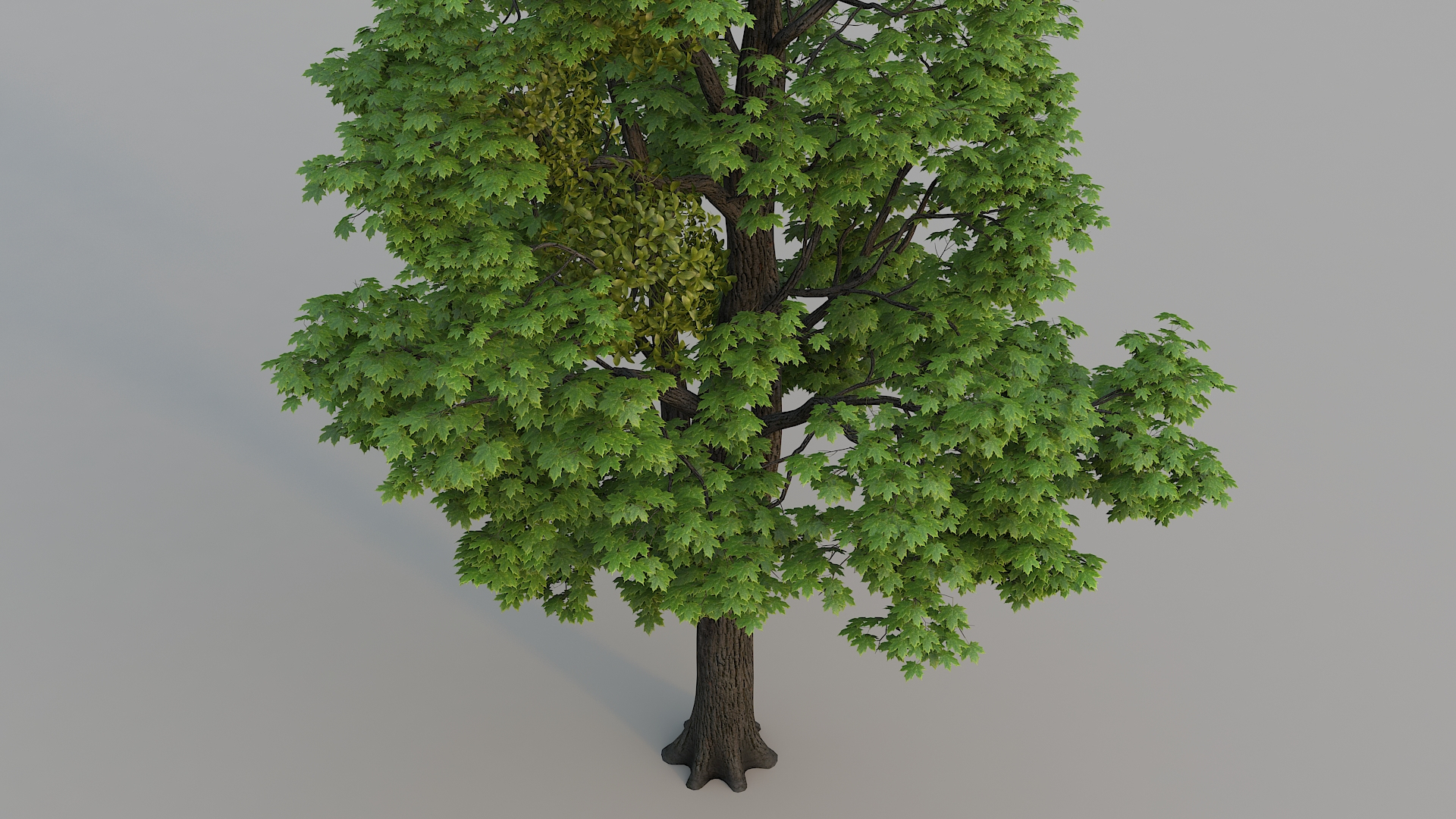 maple tree 033d模型