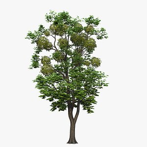 tree maple 3D model