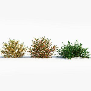Cytisus scoparius a