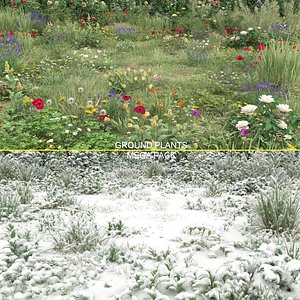 20 Ground Plants with snow