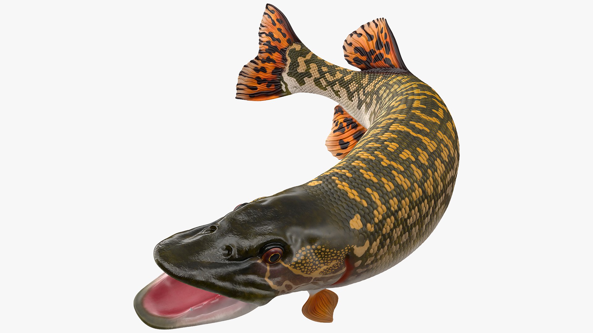 Pike Fish Jump Out Pose 3D model preview