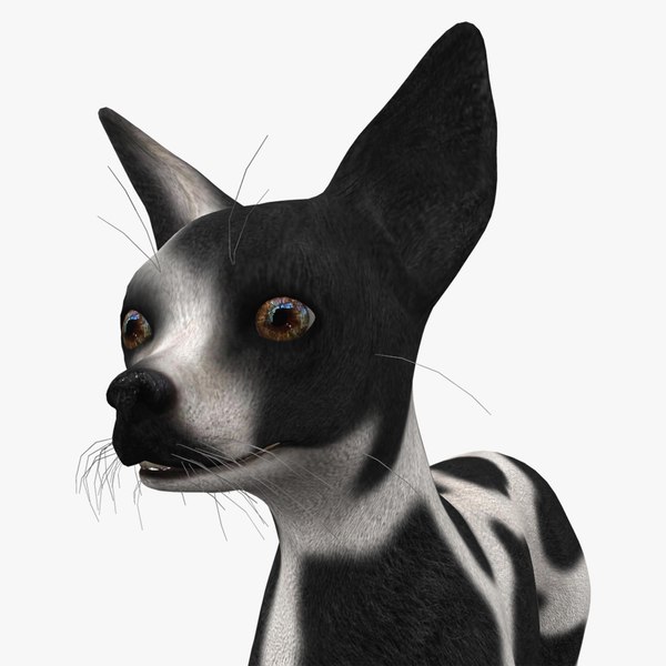 3D 0037 Base Chihuahua model