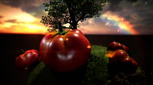 Tomato
