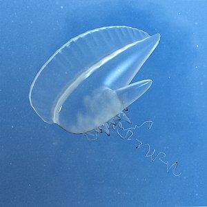 3d portugese man-o-war model