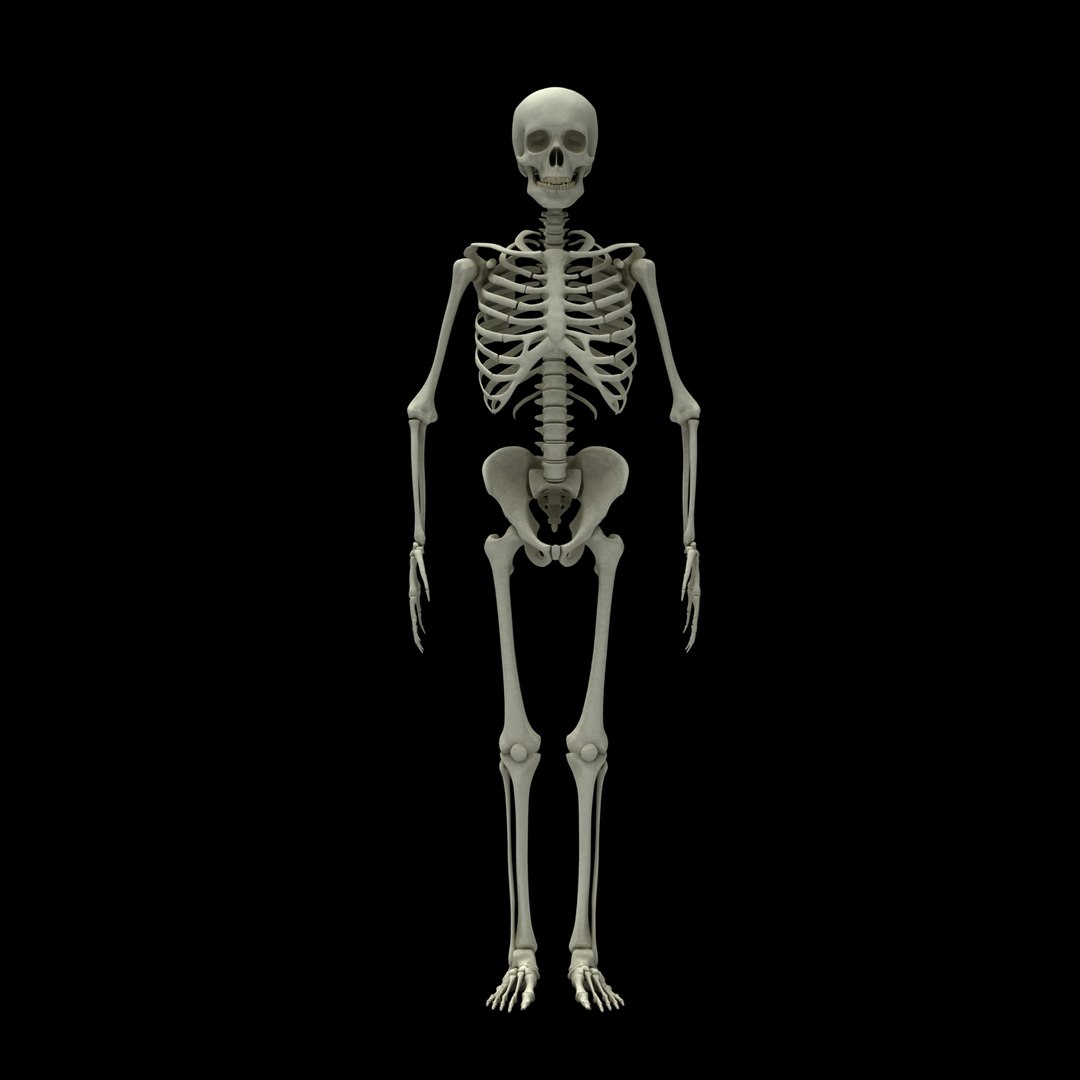 3d Model Skeleton Rigged