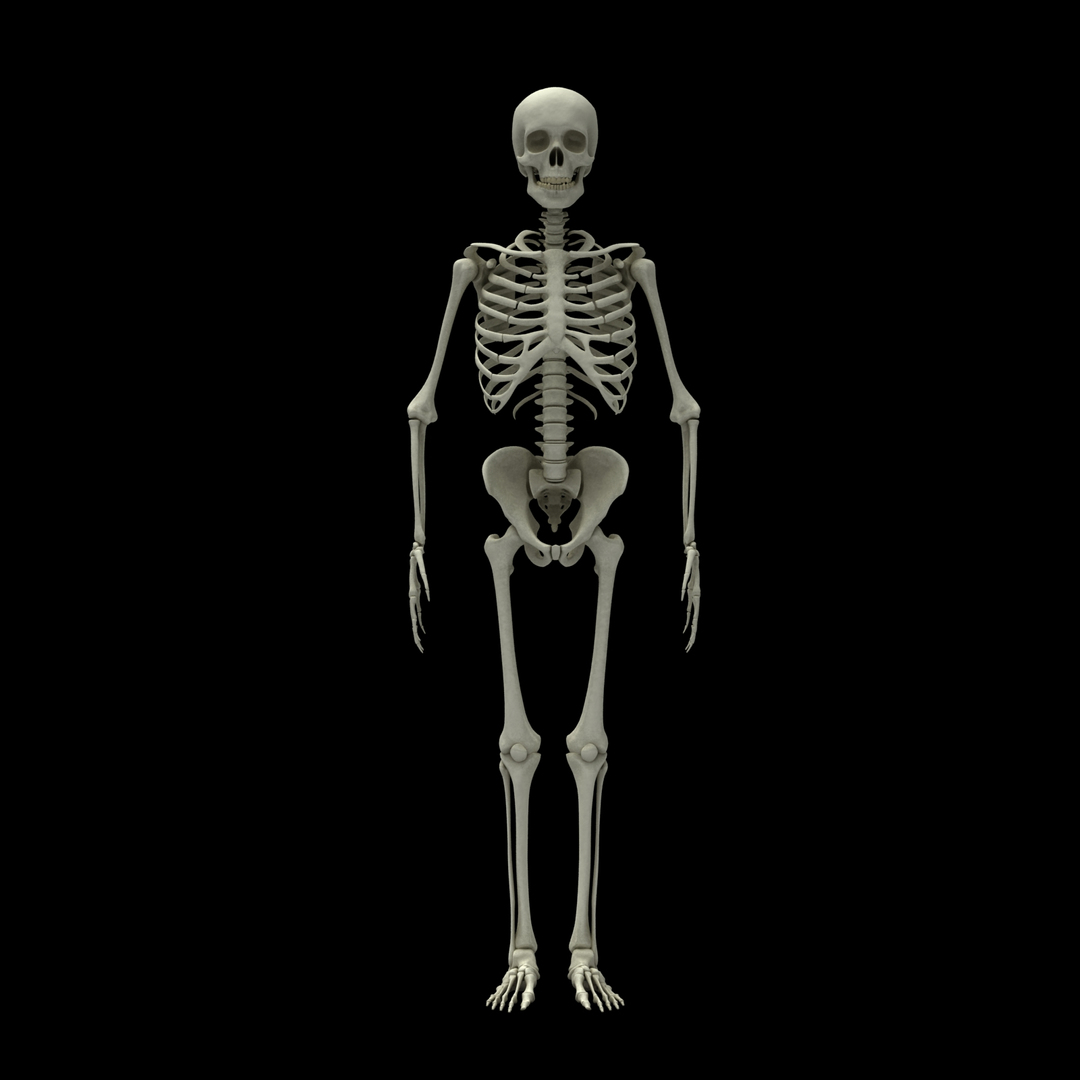 3d model skeleton rigged