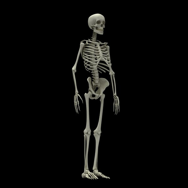 3d model skeleton rigged