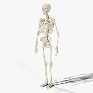 Human Skeleton - Rigged PBR
