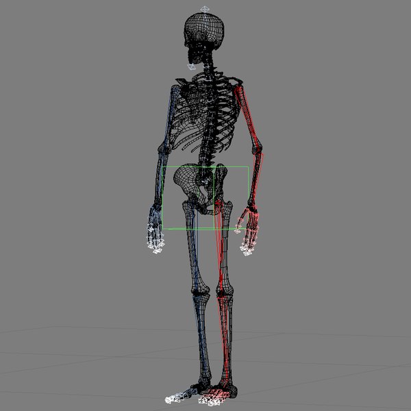 modelo 3d Esqueleto - Rigged - TurboSquid 649327